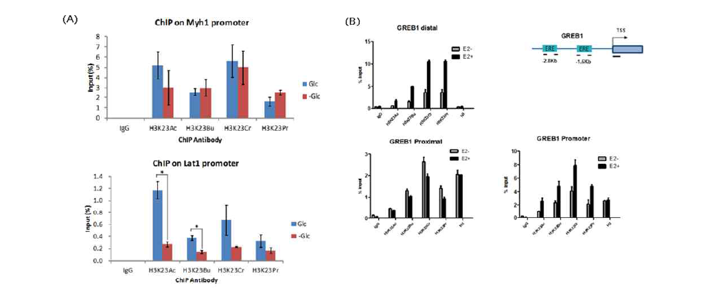 (A)Glucose starvation시 Myh1과 Lat1 promoter에서 Histone acylation occupancy확인 (B)ERα target gene(GREB1)에서 Histone acetylation 및 acylation의 recruitment 확인