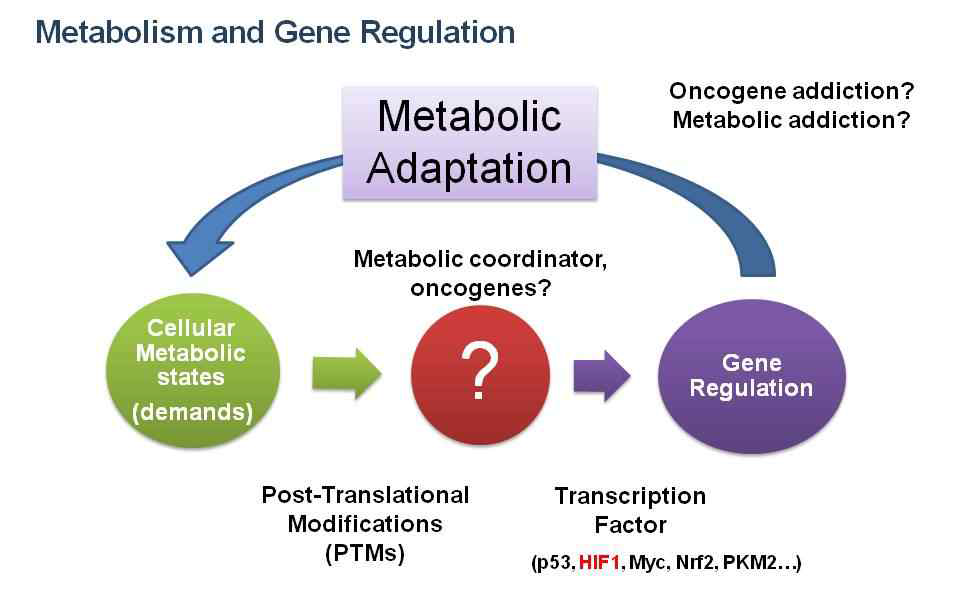 Cancer 특이적 metabolic adaptation을 매개하는 metabolic translator기전 존재;히스톤 코드와 Oncogene (therapeutic target 으로써의 metabolic network 이해)