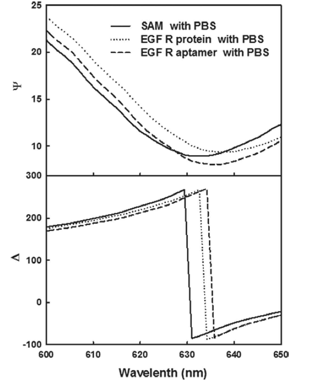 SAM, EGFR 단백질, EGFR 압타머의 psi, delta 스펙트럼