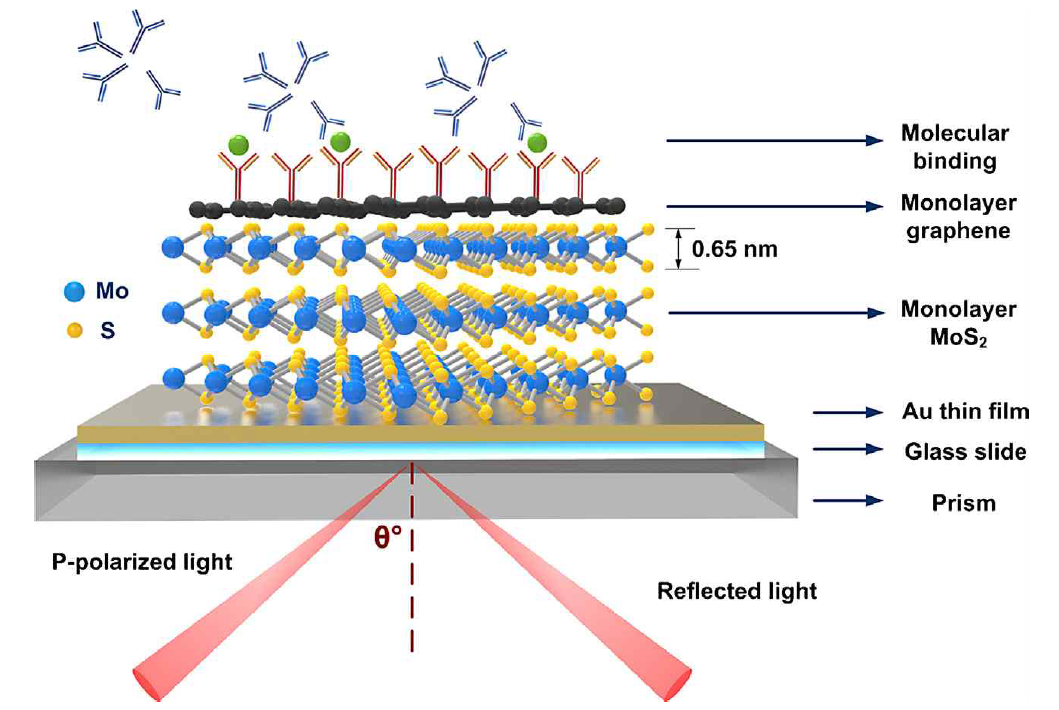 MoS2 와 graphene 을 이용한 생체분자 검지 system 모식도