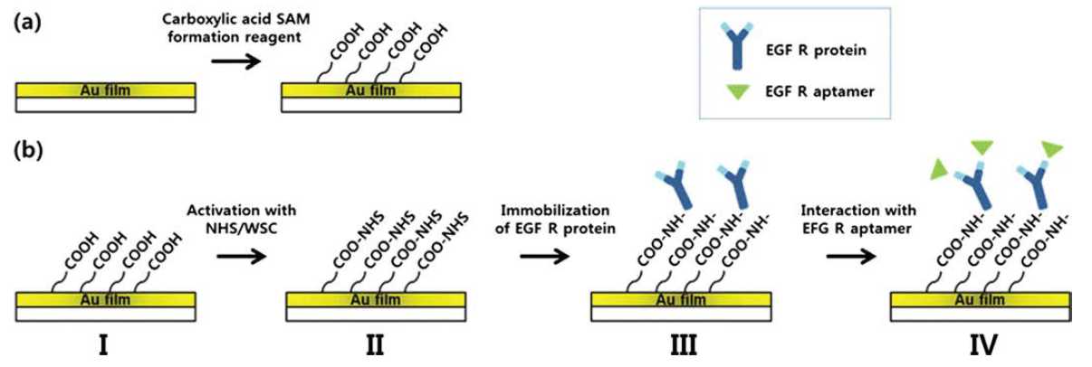 EGFR 반응 검지를 위한 단백질 칩의 제작 과정.