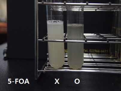 I. orientalis 균의 YNBD 배지에서 배양, 오른쪽 0.5 g/L 5-fluoroorotic acid 첨가