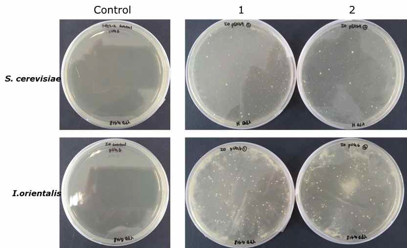 S. cerevisiae D452-2, I. orientalis와 pUG6 vector 형질전환(YPD + 500 mg/ml G418에서 배양)