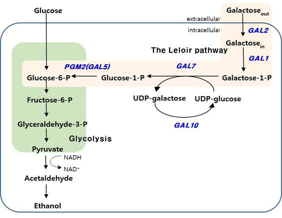 효모 내 포도당과 갈락토오스 대사 경로