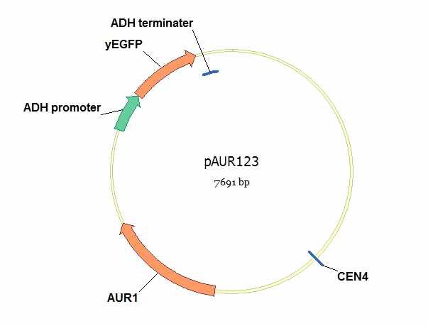 효모용 pAUR123 플라스미드 벡터에 yEGFP를 도입한 모식도