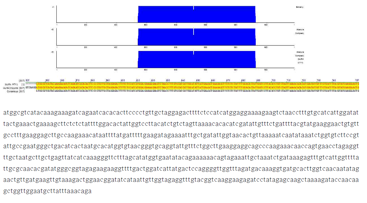 auxotrophic marker로 이용 가능한 I. orientalis MTY1 균의 URA3 유전자 정보
