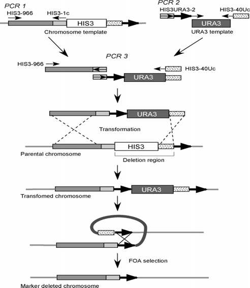 PCR mediated seamless gene deletion method의 모식도.(Akada R. Yeast. 2006 Apr 15;23(5):399-405.)