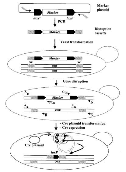 The loxP/Cre gene disruption method의 모식도 (U. Gueldener Nucleic Acids Res. Mar 15, 2002;30(6): e23.)