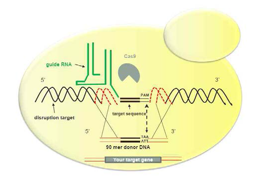 Cas9-based marker-scar-free genetic manipulation 모식도