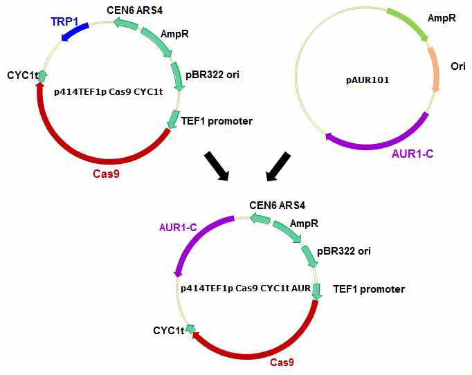 Cas9-based gene deletion을 위한 Cas9 유전자를 포함한 플라스미드 제작 모식도