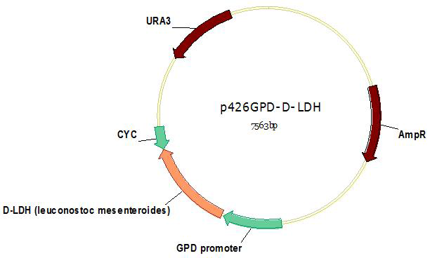 Leuconostoc mesenteroides 유래의 D-LDH가 도입된 플라스미드