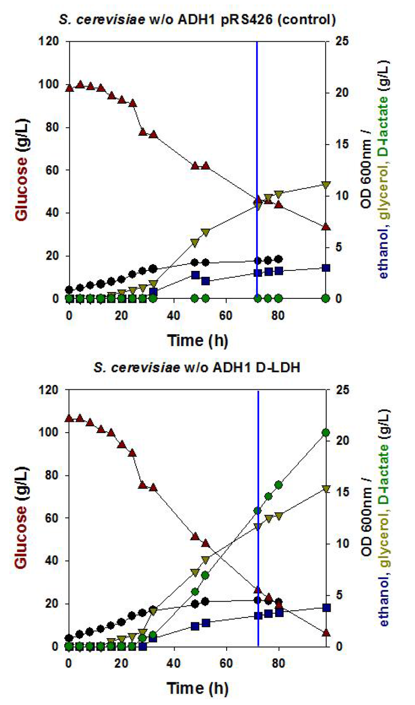 S. cerevisiae D452-2 △ADH1 pRS426GDP-D-LDH와 비교균의 jar fermentor 발효