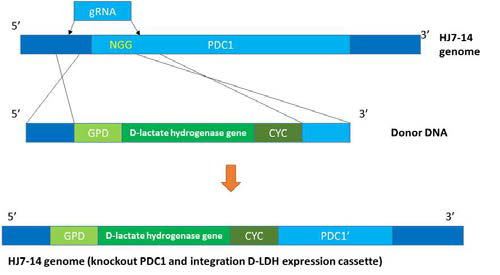 Cas9/CRISPR 방법을 이용한 PDC1의 knockout 및 D-LDH 발현 시스템 삽입 모식도