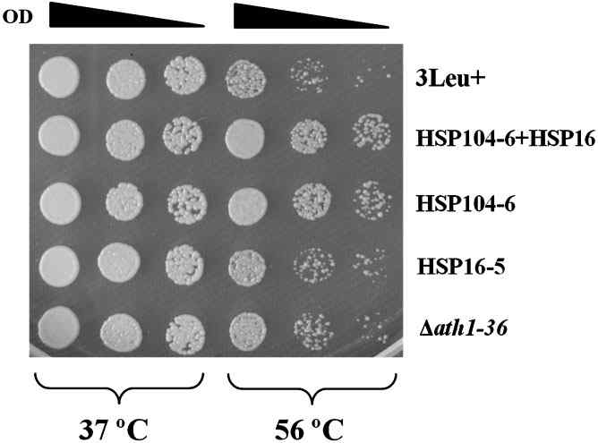 유전자 재조합 H. polymorpha의 열내성 (Ishchuk et al., 2009)