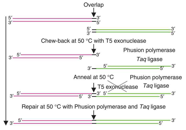 Sequence and ligation-independent cloning 법의 모식도