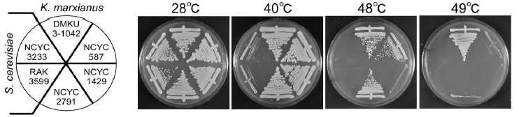 온도에 대한 S. cerevisiae와 K. marxianus의 생육 영향 (Nonklang et al., 2008)