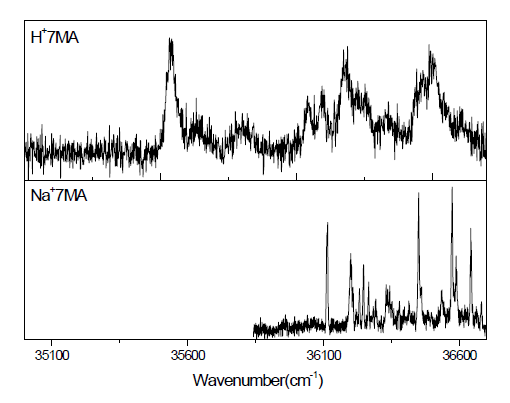 ESI 법으로 기체상에 생성된 (위)H+7MA과 (아래)Na+7MA의 UV 광분해 스펙트럼