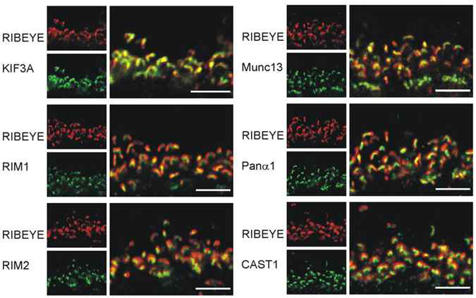 RIBEYE와 KIR3A, RIM1, RIM2, Munc13, Panα1, CAST1 항체의 2중 염색 confocal micrographs