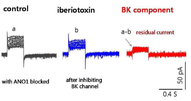 기존의 꼬리전류로 검출되는 ANO1을 약물(T16Ainh-A01)로 억제한 막대두극세포의 말단에서 voltageclamping방법을 통해 관찰한 K-channel 의 전류 변화.