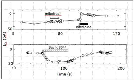 T-type채널의 차단제인 mibefradil과 L-type채널의 차단제인 nifedipine을 투여했을 때 의 꼬리전류 크기변화(위) L-type 칼슘채널의 길 항제인 BayK8644에 의한 꼬리전류의 증가반응 (아래)