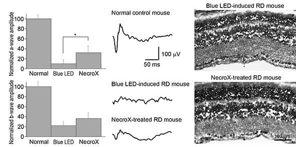 NecroX의 망막변성 효과 평가. (왼쪽, 가운데) ERG (오른쪽) H&E 염색