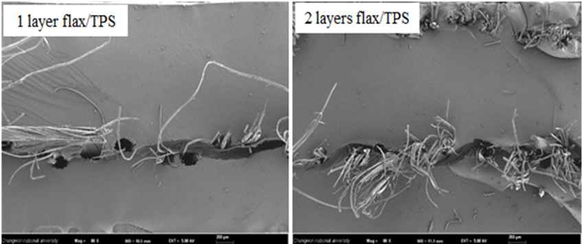 SEM Image of Flax/TPS