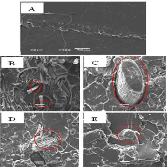 Cross sectional SEM micrographs of sisal/PLA nano composites