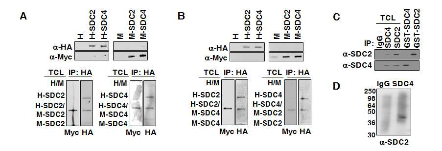 Immunoprecipitation 기법을 이용한 세포 내 syndecan homo/hetero-oligomerization 규명