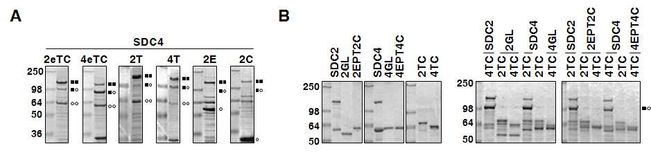 재조합단백질을 이용한 syndecan 도메인별 oligomerization 기전 규명