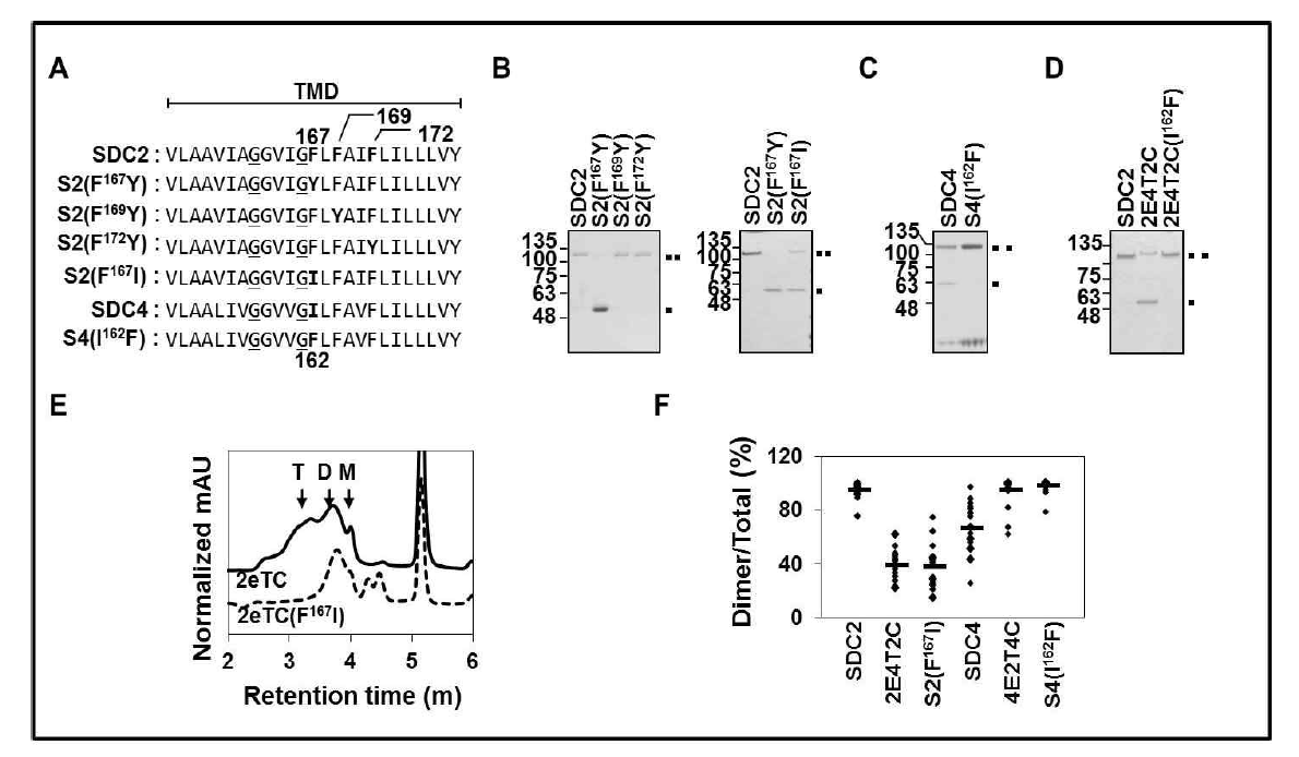 막도메인 아미노산 치환 돌연변이체 제작, syndecan-2 막도메인 내에서 phenylalanine의 특이적 homodimer 형성능력 확인