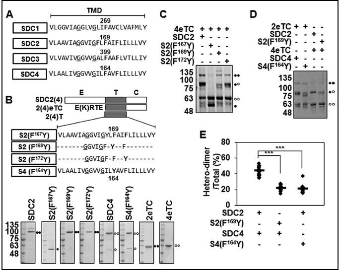 Syndecan 막도메인 내 conserved phenylalanine 특이적 hetero-dimer 형성 능력 확인