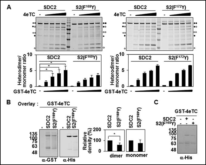 Syndecan-2의 conserved phenylalanine이 syndecan-4와 hetero-dimer를 형성하는데 기여함