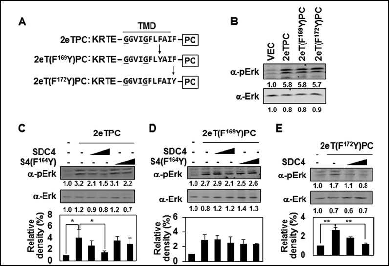 Syndecan-2와 –4의 막도메인을 매개로한 hetero-dimer형성은 세포 신호전달 기전을 조절함.