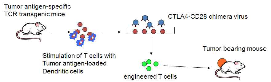 CTLA4-CD28 T cell therapy model