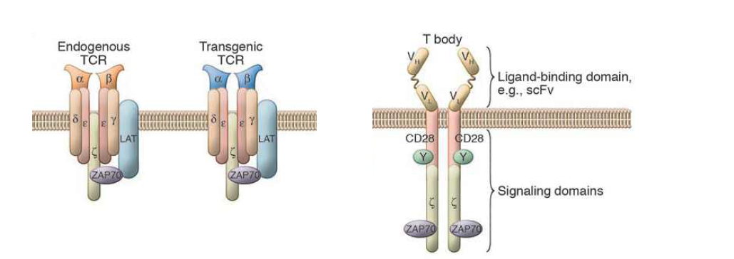 TCR 유전자이입 T세포요법 및 CAR 유전자이입 T세포요법의 모식도