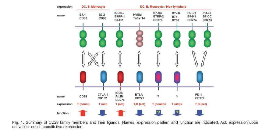 PD-1 및 CTLA4의 ligand interaction (Int Immunol. 2007 ;19(7):813-24)