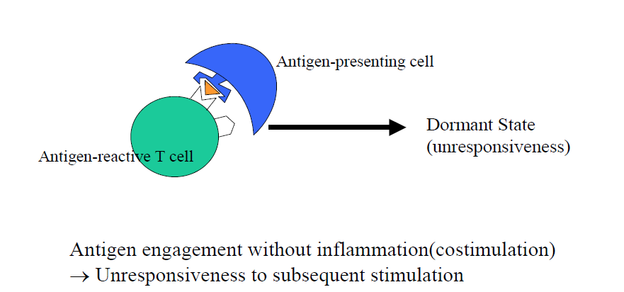 T cell anergy model의 모식도