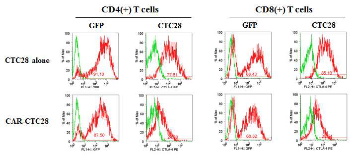 CTC28단독발현과 이중유전자발현에서의 CTC28발현량 비교분석