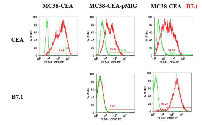 B7.1발현 MC38-CEA세포주의 확립