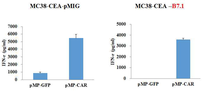 B7.1발현 MC38-CEA세포주의 T세포 자극능 확인