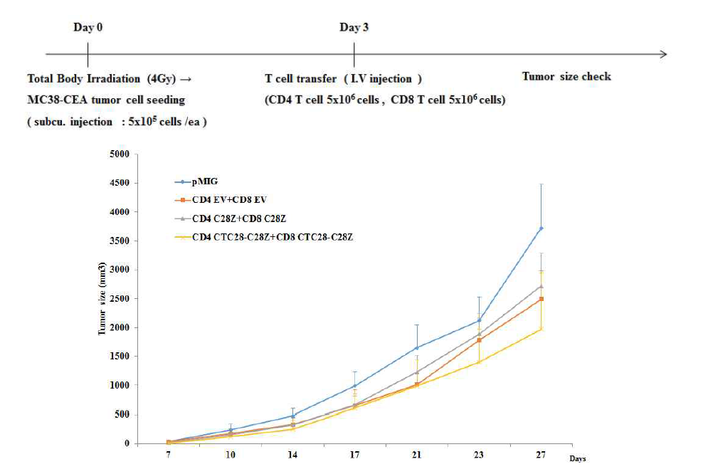MC38-CEA-pMIG에 대한 이중탑재 T세포의 항종양효과