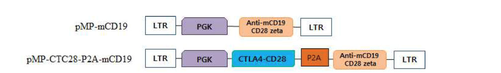 CD19 CAR 및 CTC28/CD19-CAR 발현 리트로바이러스 construct의 모식도