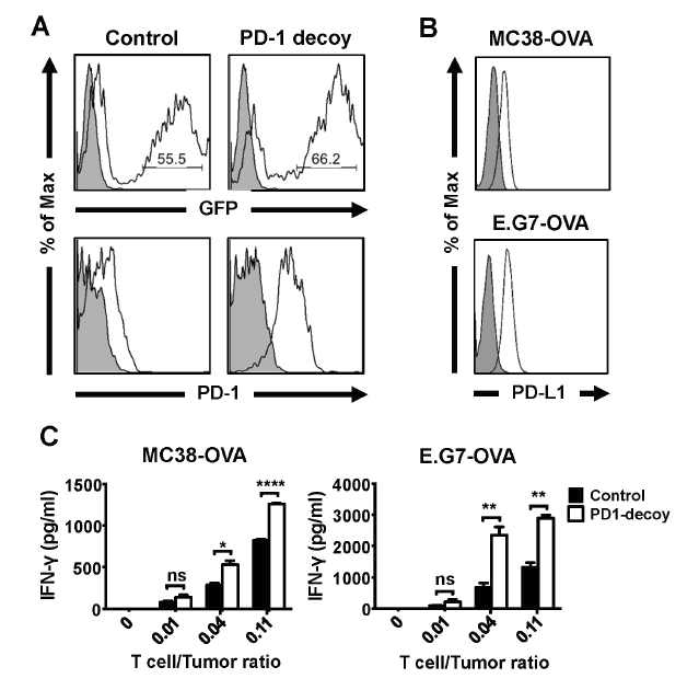 PD-1 decoy발현 T세포의 in vitro 항종양 반응성
