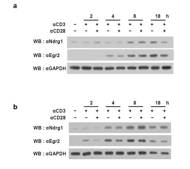 Anergy자극 및 Anergy-blocking자극 상황에서의 Ndrg1 및 Egr2단백질의 증감 추이
