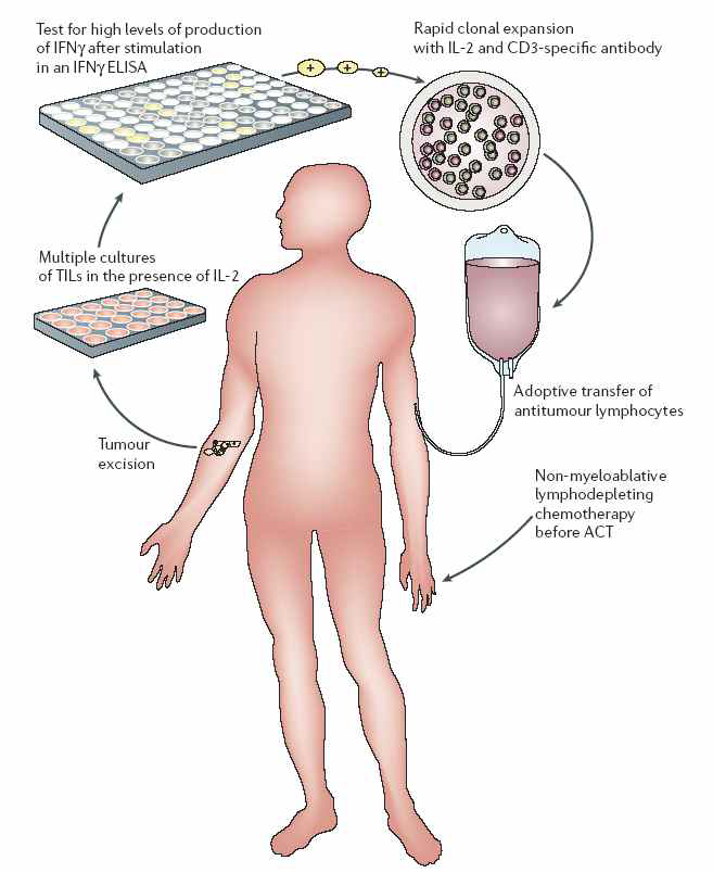 Adoptive T cell therapy의 모식도(NATURE REVIEWS IMMUNOLOGY 2006, vol 6, 383)