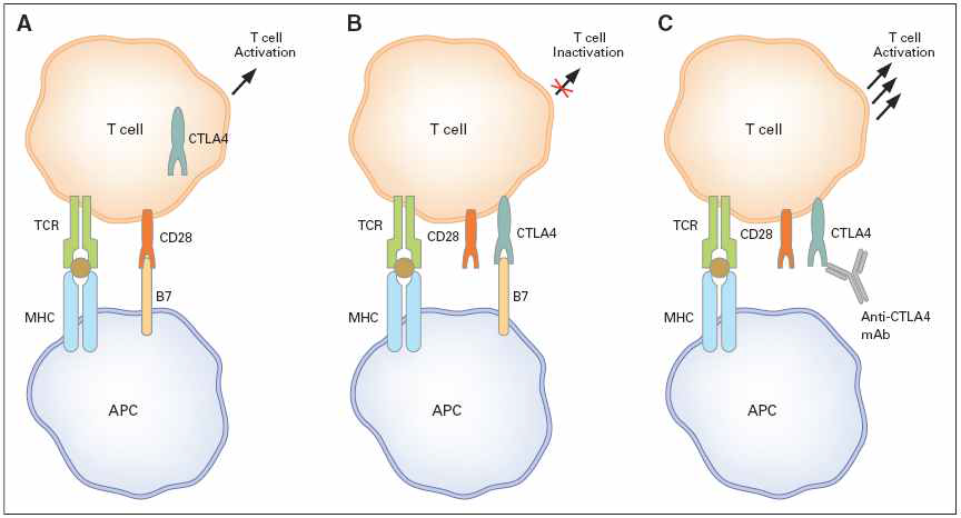 CTLA4 단백질 의 T세포관용 유도기전 및 항 CTLA4항체의 작 용기전(J Clin Oncol. 2008 Nov 10;26(32):5275-83)