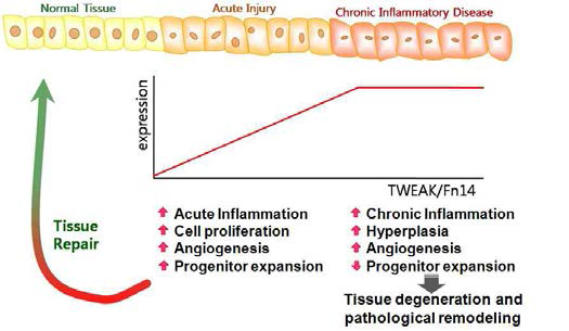 만성염증 단계에서 TWEAK/Fn14의 증가