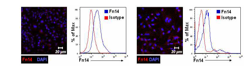 마우스(좌)와 사람(우)의 파골세포 전구체에서 Fn14의 발현 조사