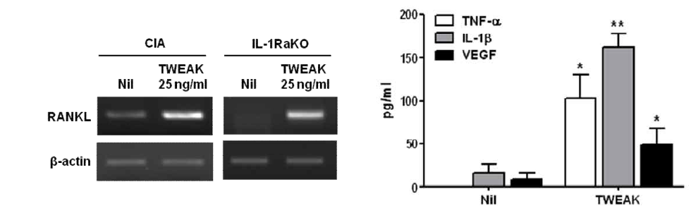 TWEAK을 통한 RANKL 및 염증성 사이토카인의 발현 조사