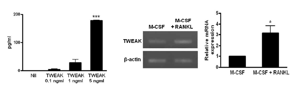 TWEAK에 의한 RANKL 증가 및 사람 유래 분화된 파골세포에서 TWEAK 증가